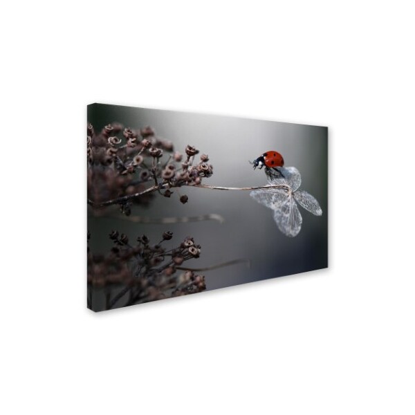 Ellen Van Deelen 'Ladybird On Hydrangea' Canvas Art,16x24